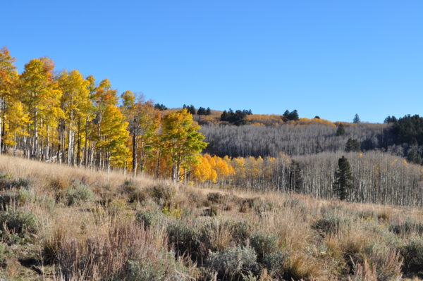 Gunnison National Forest