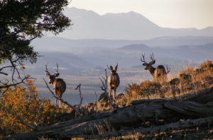 muzzleloading requires close range to elk and deer 