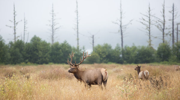 bull elk in Colorado during hunting season