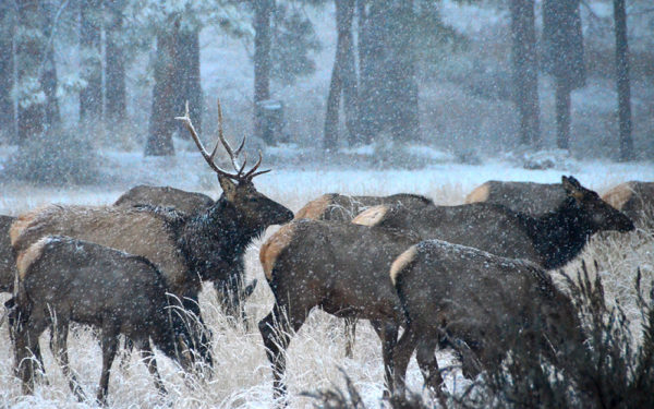 elk during a winter snow storm