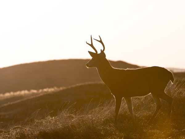 young buck at sunset in colorful Colorado