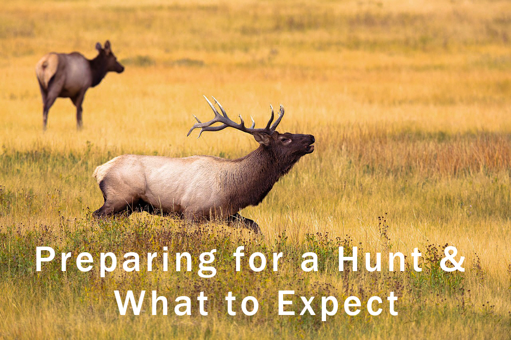 elk hunting in Colorado