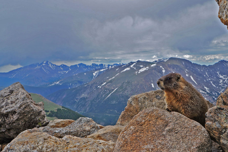 Colorado mountain wildlife reasons to hunt in Colorado