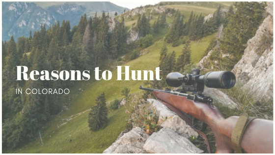 hunting in Colorado