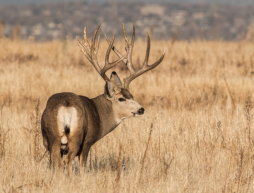 elk and deer hunting in Colorado