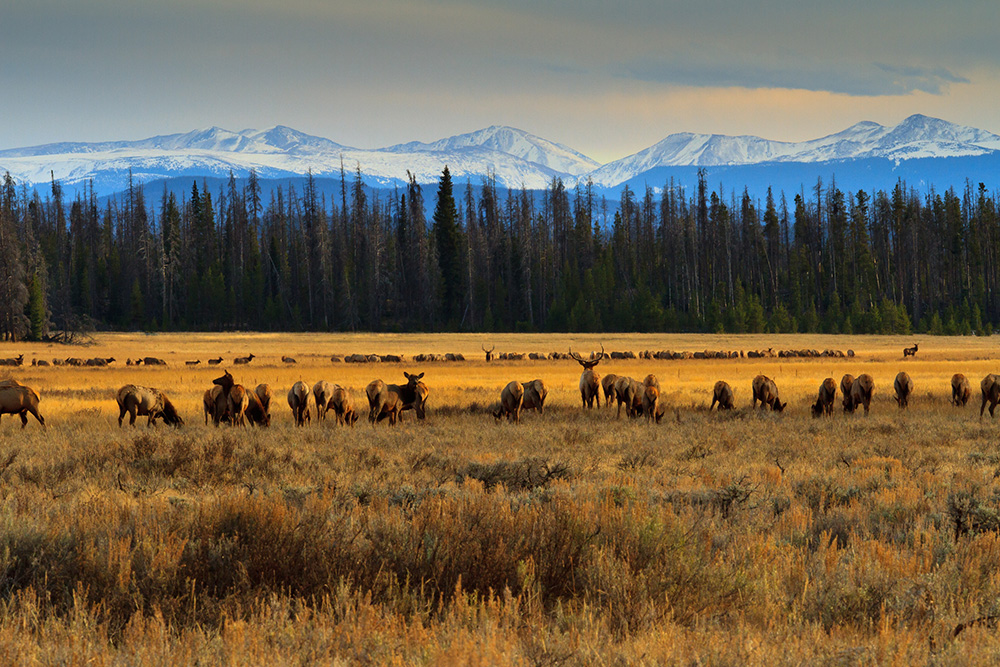 hunting in Colorado