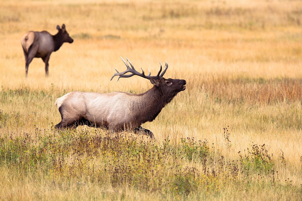 elk hunting tips