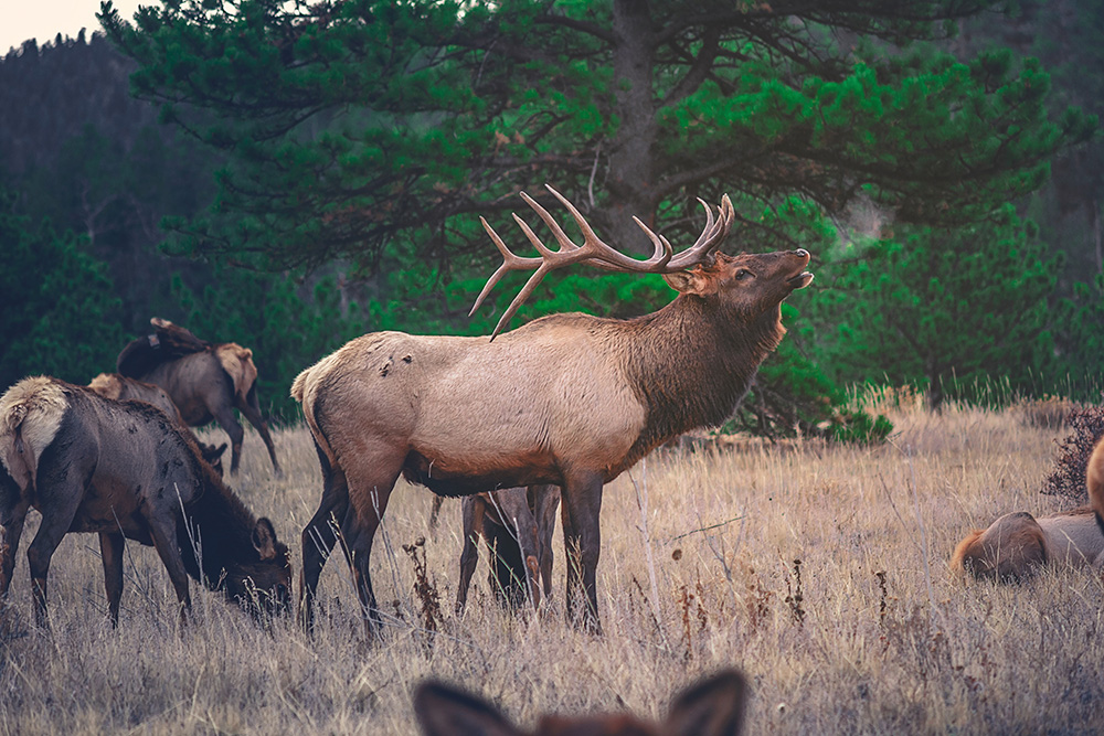 elk hunting tips