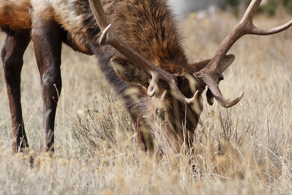 elk hunting tips