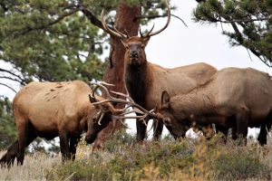 elk hunting tips