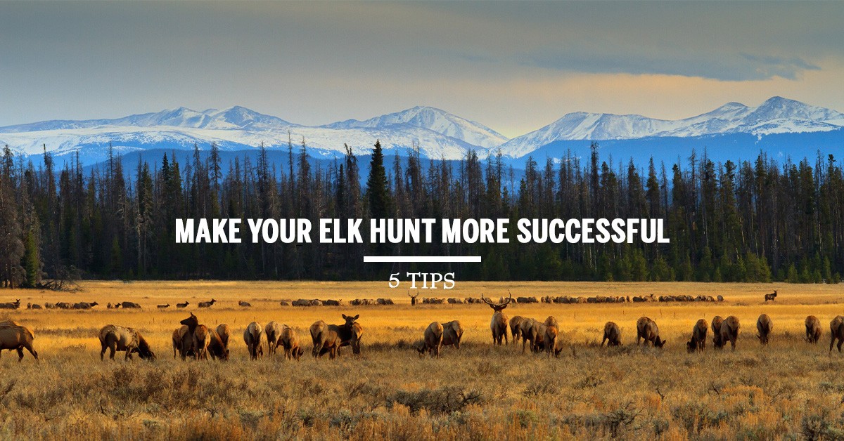 elk hunting tips