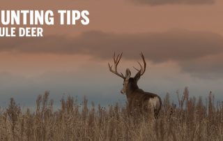 mule deer at sunset with text on image that says hunting tips mule deer