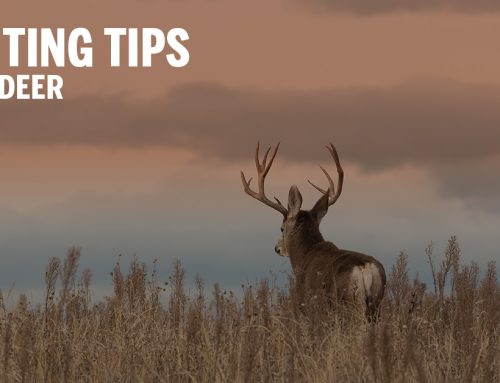 Mule Deer Hunting Tips