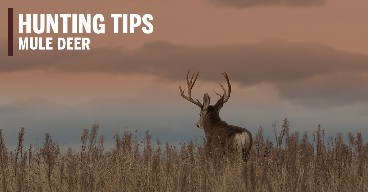 mule deer at sunset with text on image that says hunting tips mule deer