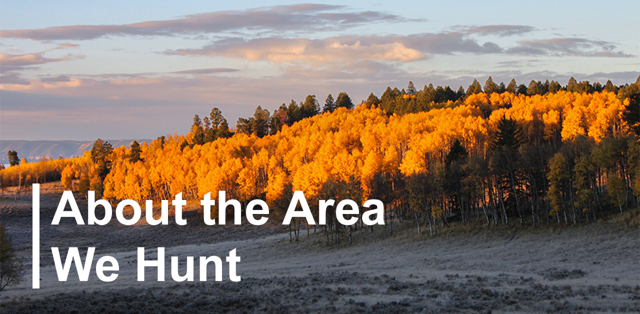 About the Area We Hunt in Gunnison National Forest