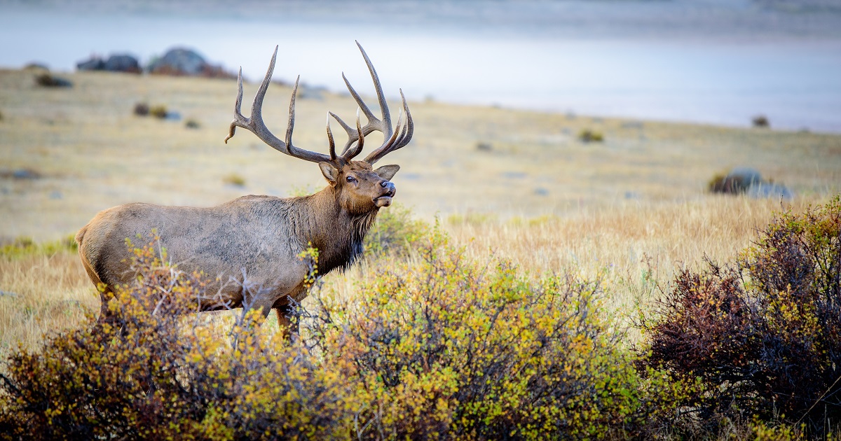 elk in the Gunnison National Forest