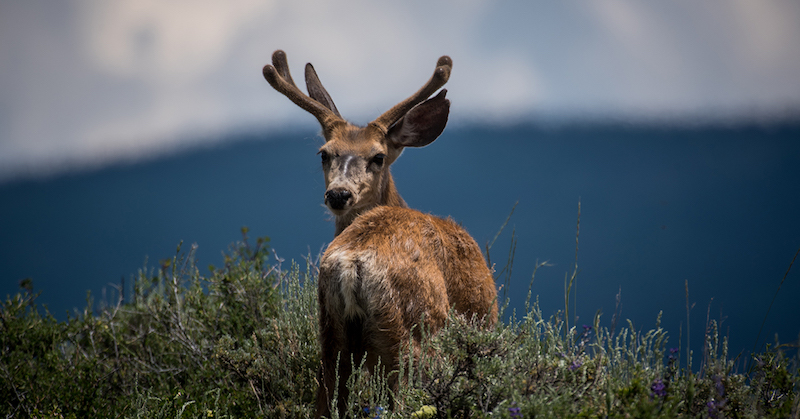 Even the deer are unaware of the 2020-2024 new hunting season changes