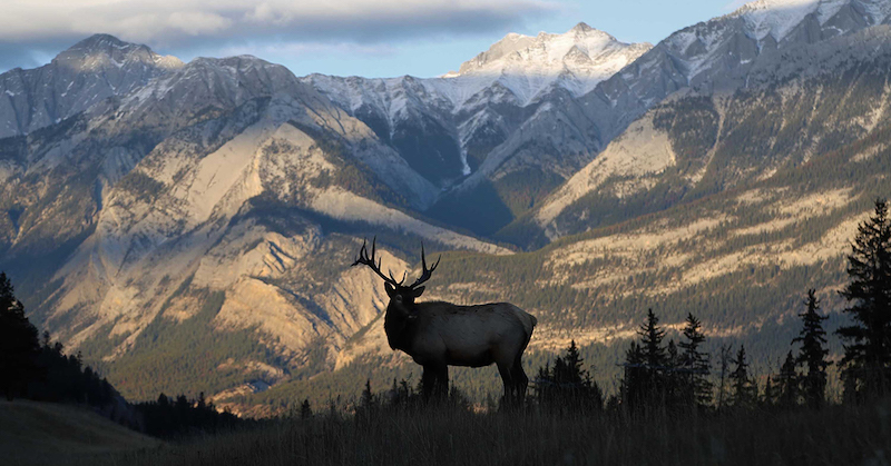 Hunting deer and elk in Colorado is unrivaled.