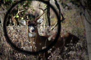 inline muzzle loaders allow a scope