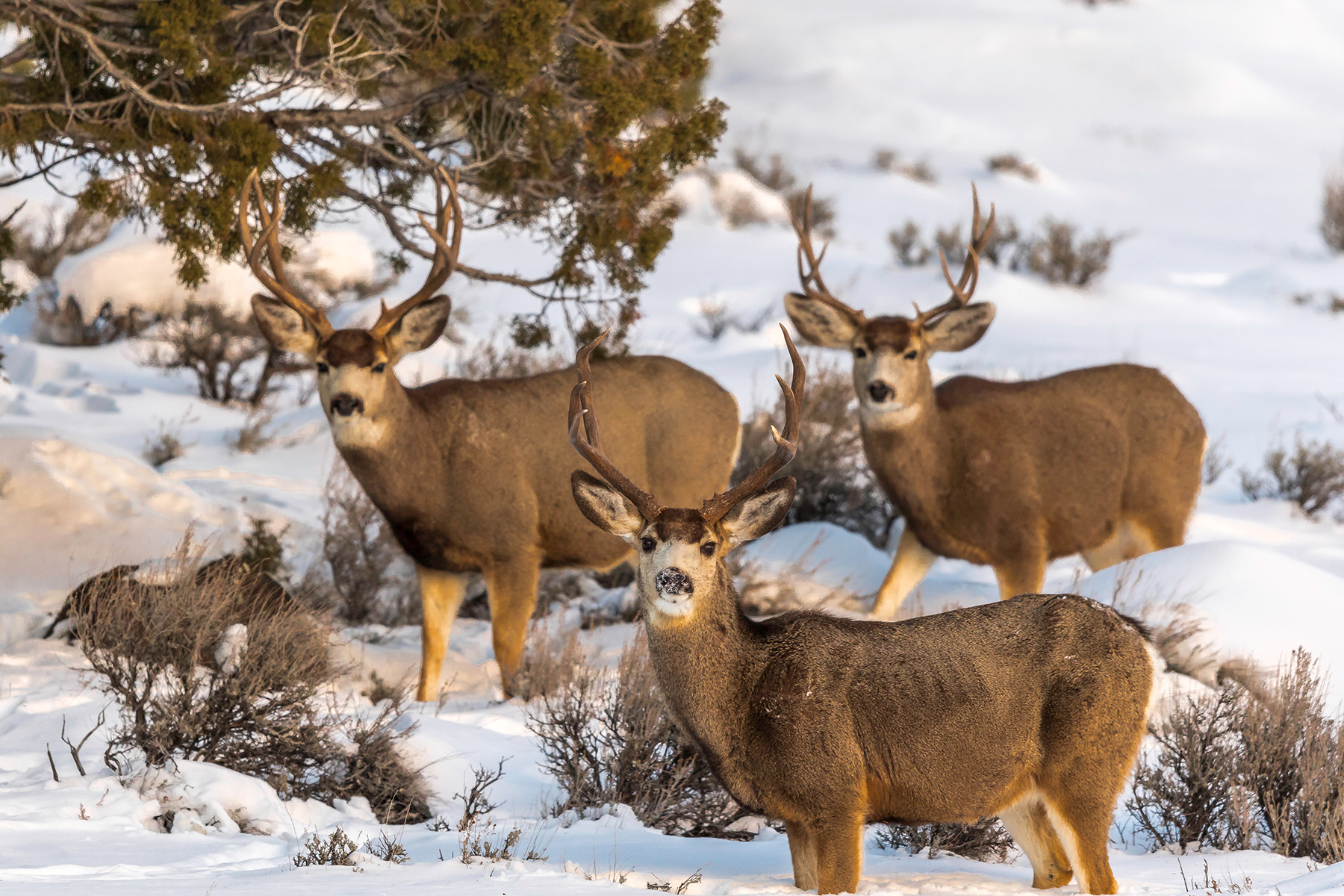 3 mule deer standing in snow