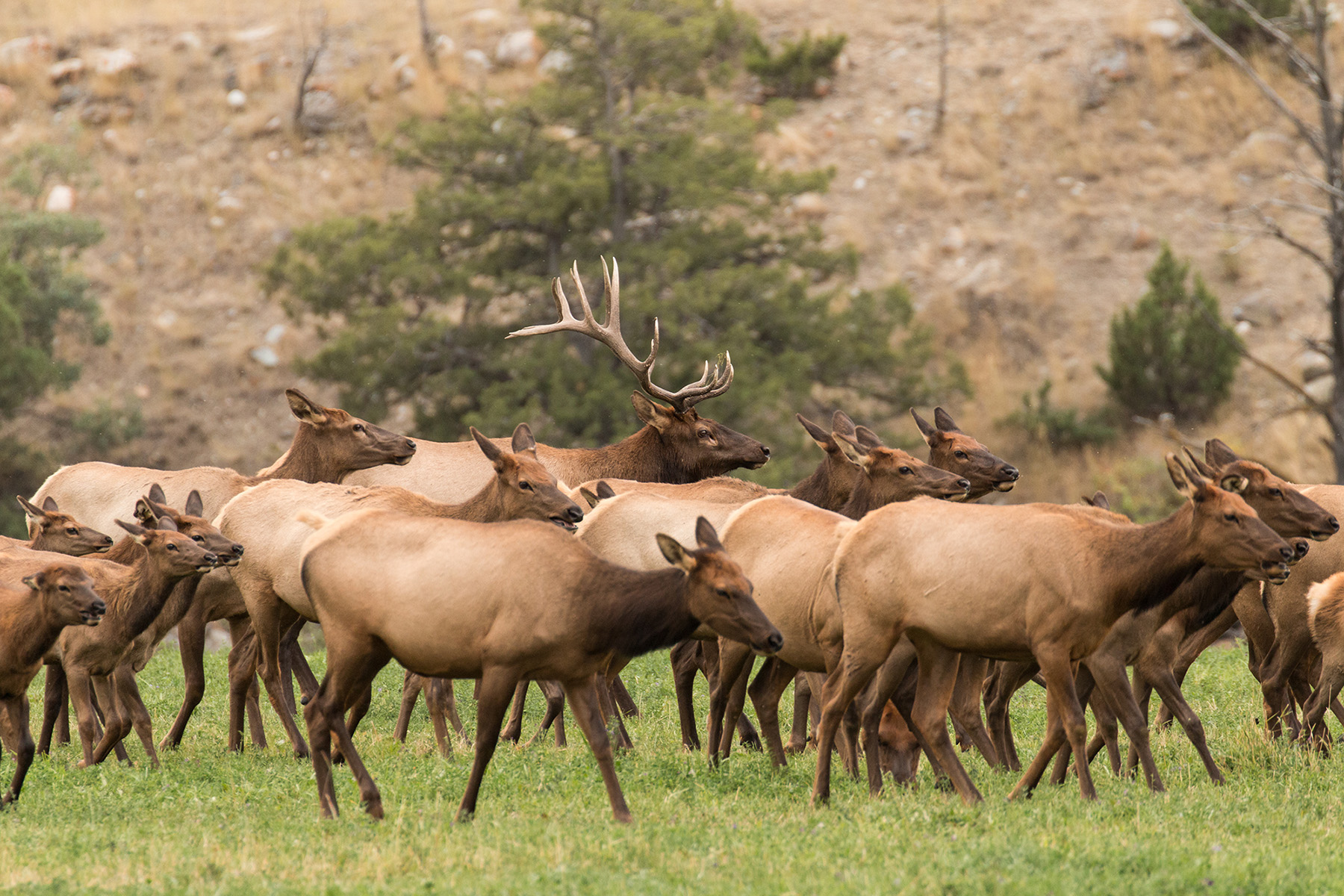 Elk Family Herd passing through Colorado