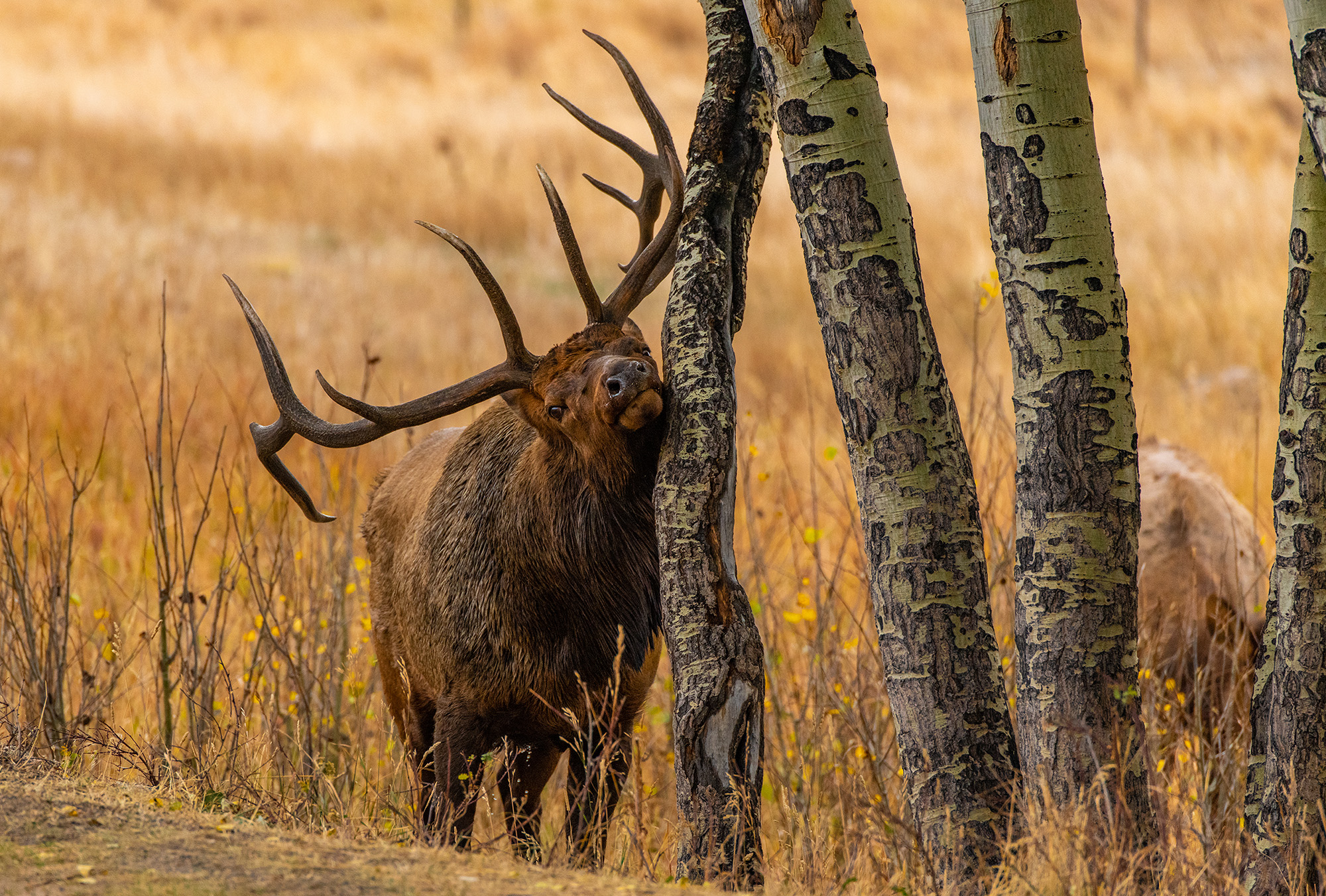 Large Bull Elk scratching on a tree