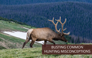 An elk roaming freely in the mountains of Colorado.