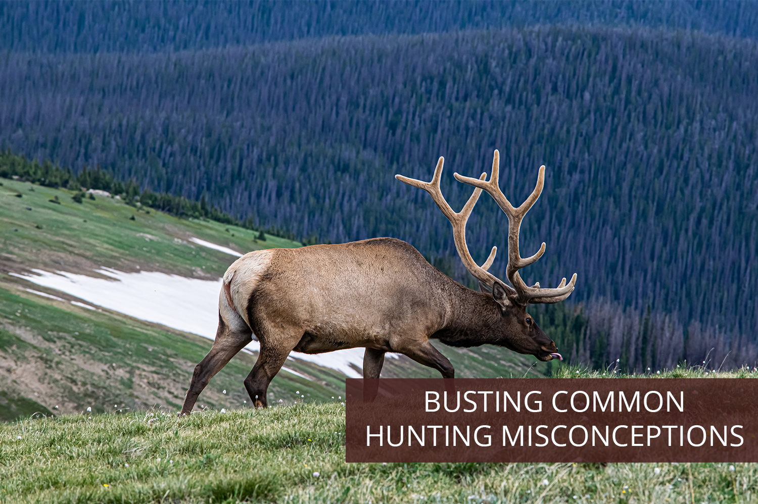 An elk roaming freely in the mountains of Colorado.