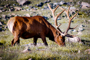 An elk in the Rocky Mountains. Hunting misconceptions say that hunters don't care about conserving elk, but that couldn't be further from the truth. 