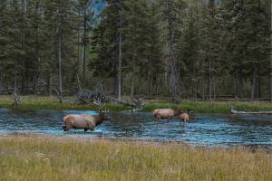 Three elk in a river next to a forest