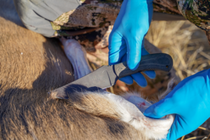 A person with blue latex gloves beginning the field care process on a deer carcass with a knife.