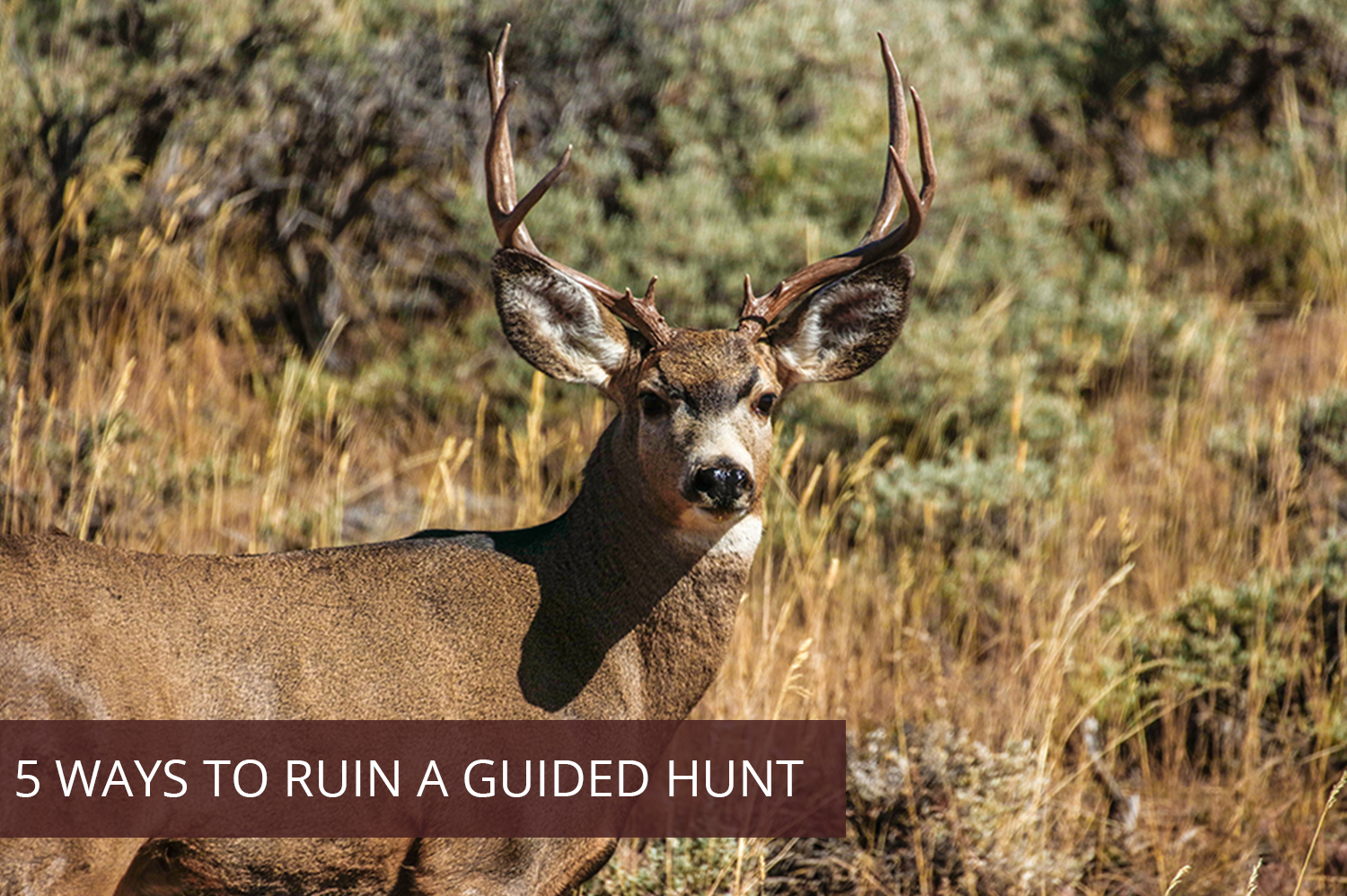 A mule deer in a field looking directly at a camera of a man on a guided hunt.