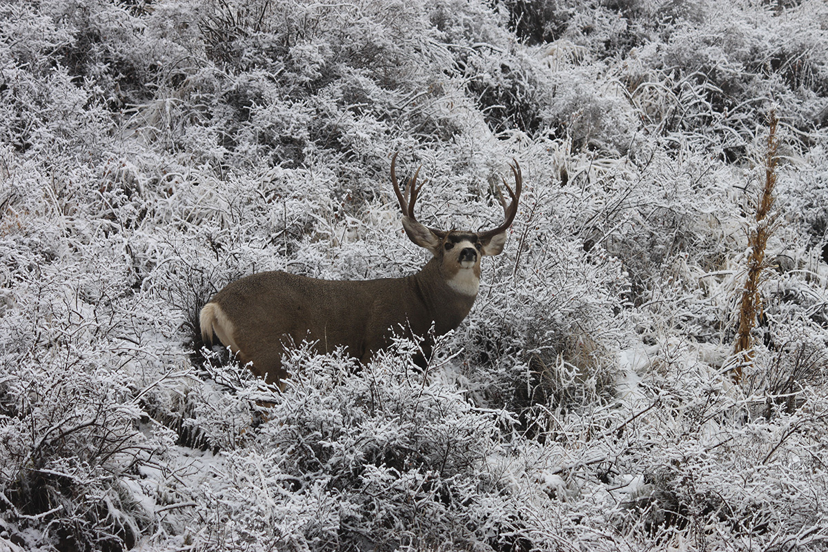 Buck in winter in snow