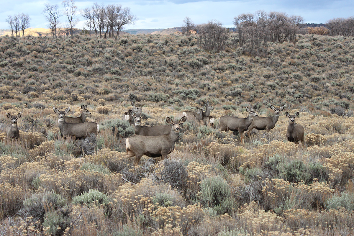 Deer herd in Gunnison CO
