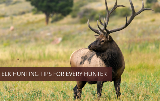 A hunter using his elk hunting tips looking at an elk standing in a green meadow.