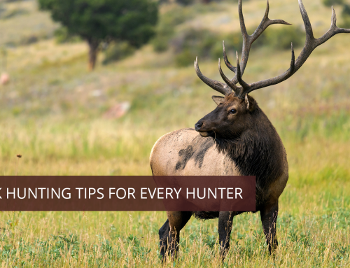 Elk Hunting Tips for Every Hunter