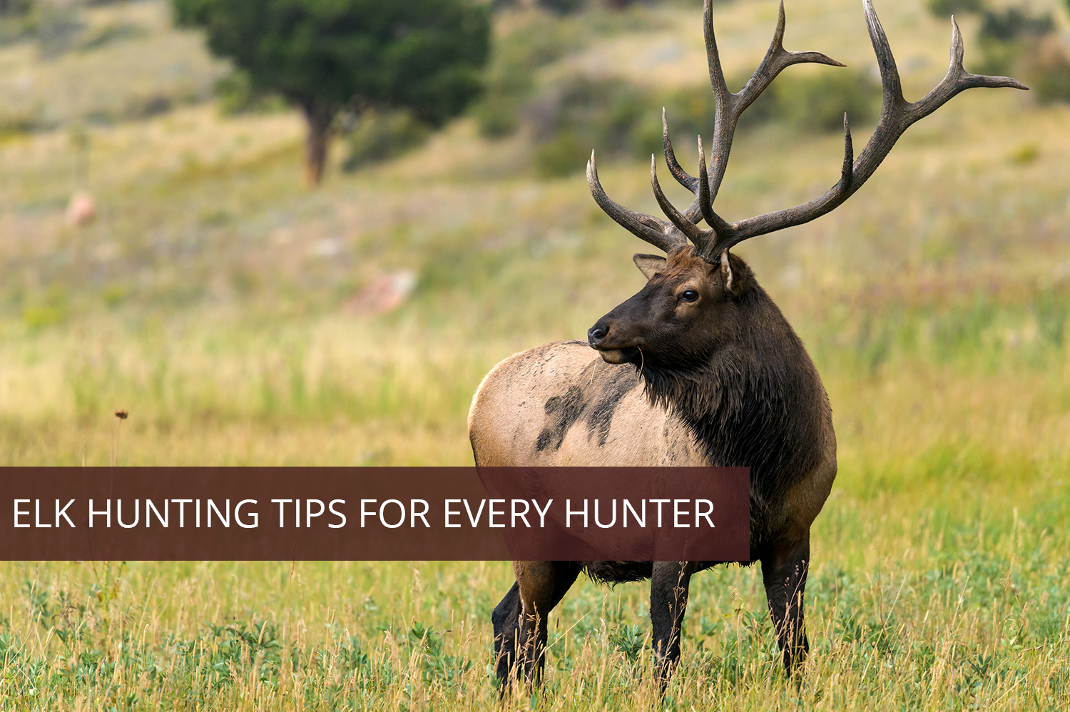 A hunter using his elk hunting tips looking at an elk standing in a green meadow.