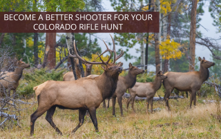 Elk seen on a Colorado rifle hunt.