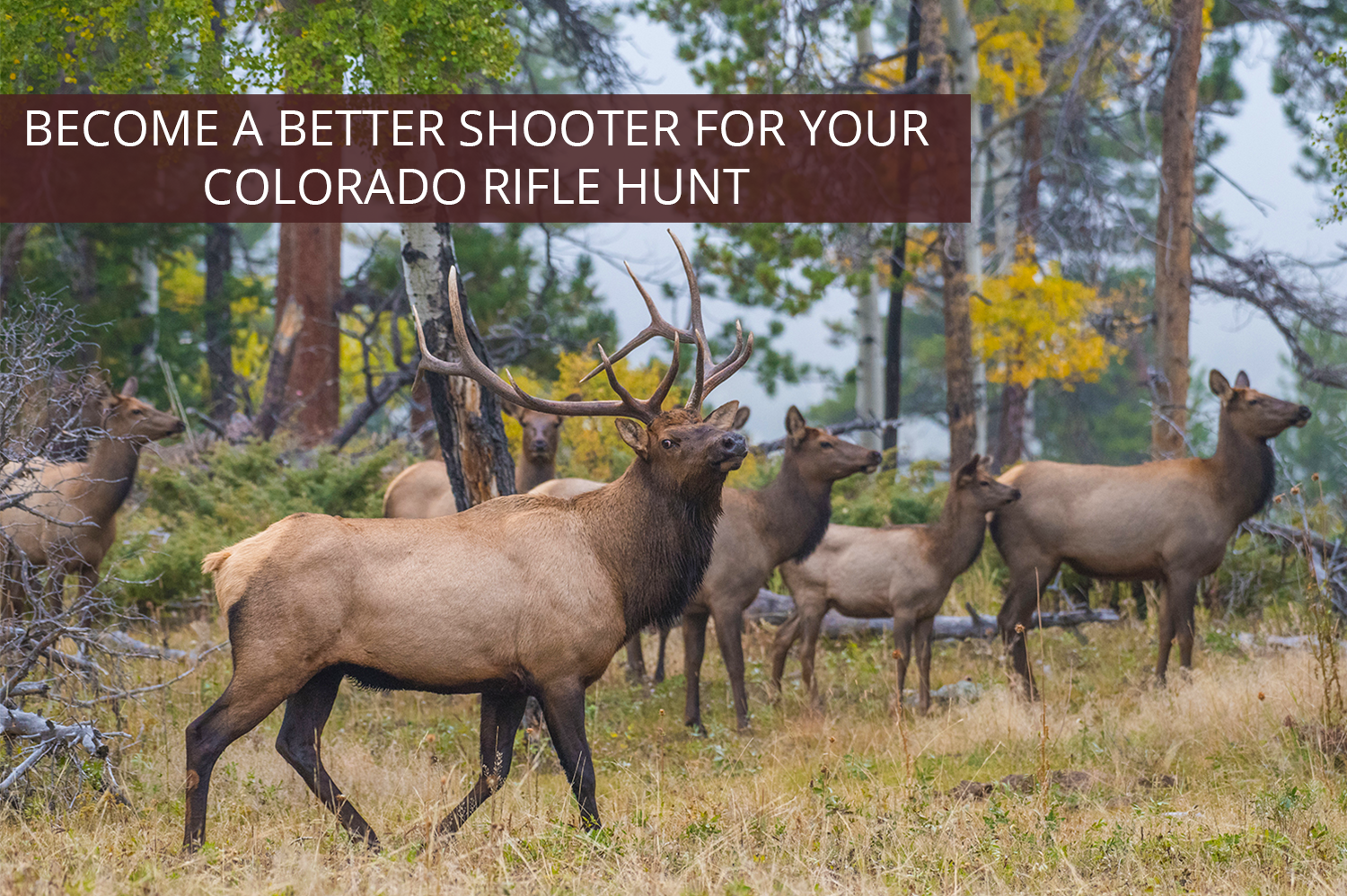 Elk seen on a Colorado rifle hunt.