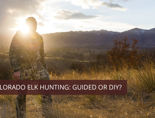 Colorado Elk Hunting: Guided or DIY?
