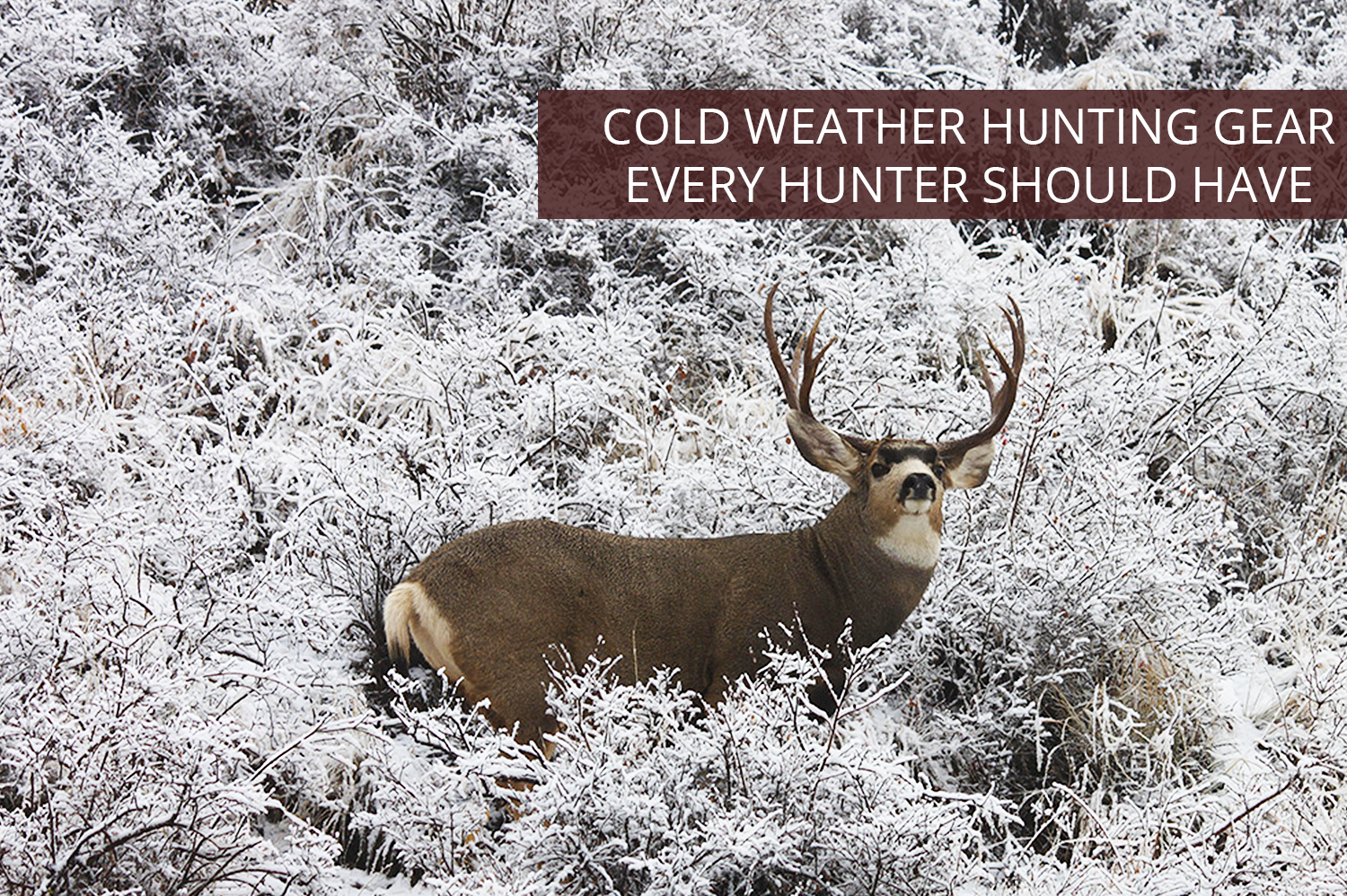 A mule deer buck on a snowy hill - cold weather hunting gear would be necessary to hunt this animal.