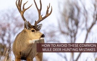 A mule deer in the snow, as seen on a mule deer hunting trip.