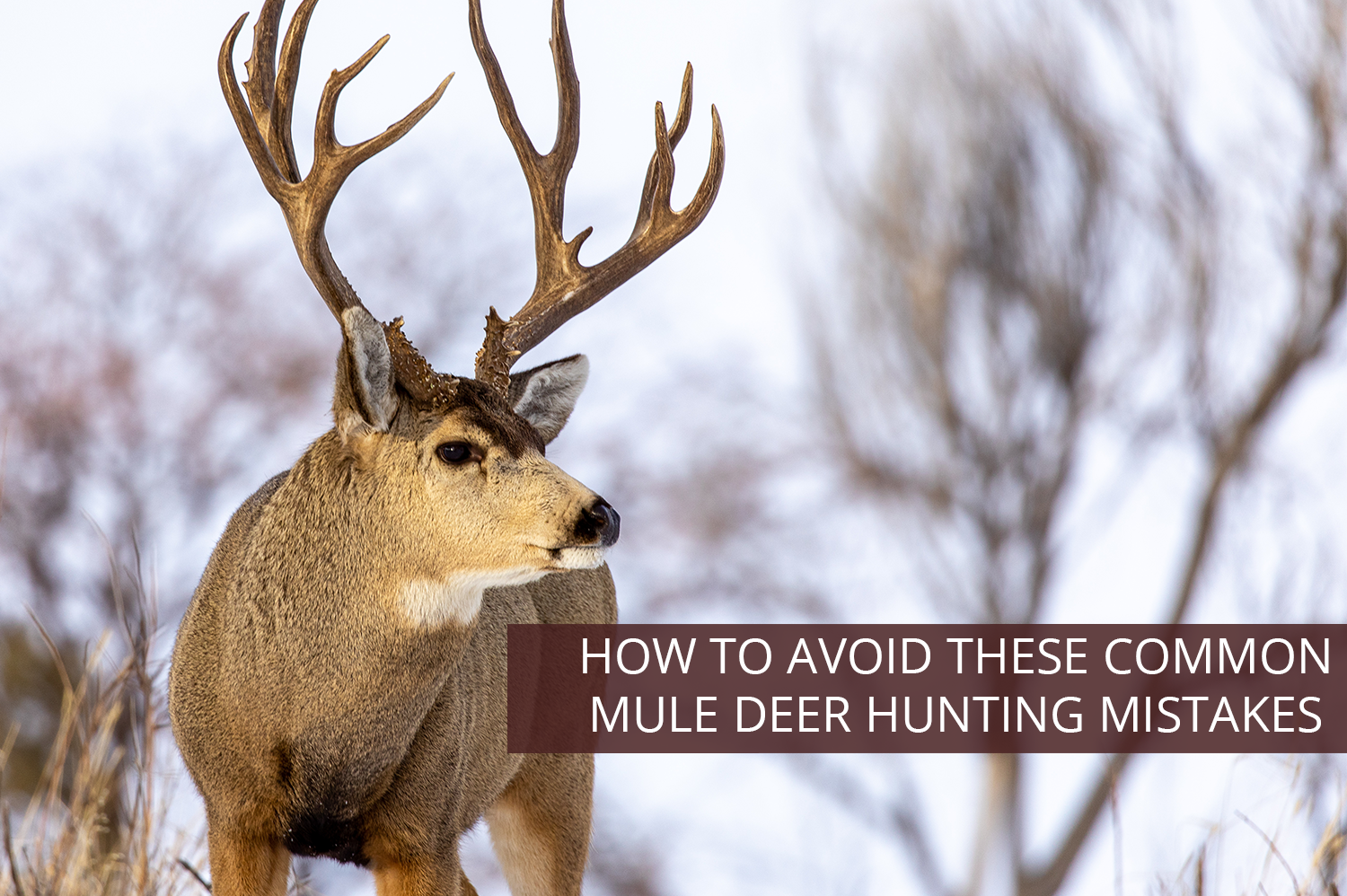 A mule deer in the snow, as seen on a mule deer hunting trip.