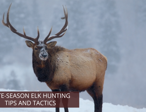 Late-Season Elk Hunting Tips and Tactics