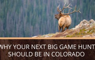 A Colorado elk on a ridge bugling on a big game hunt.