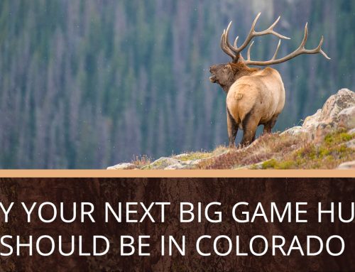 Why Your Next Big Game Hunt Should Be in Colorado