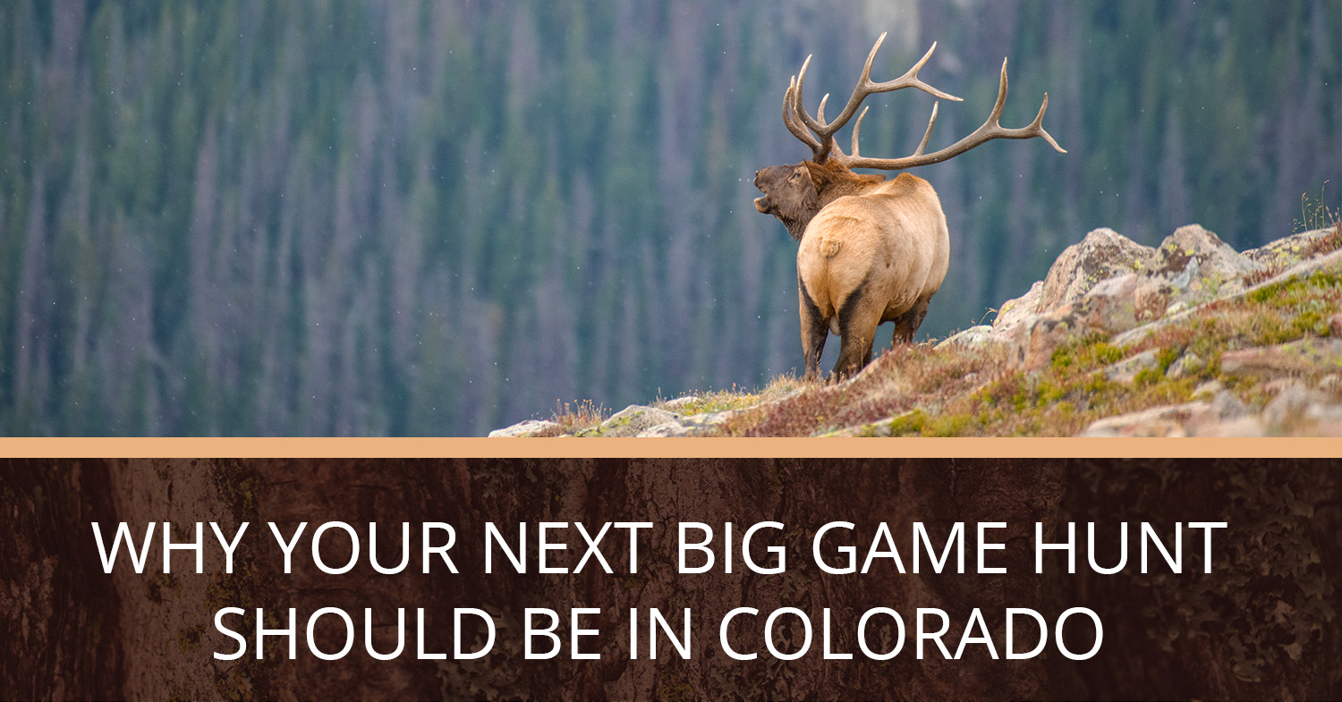 A Colorado elk on a ridge bugling on a big game hunt.