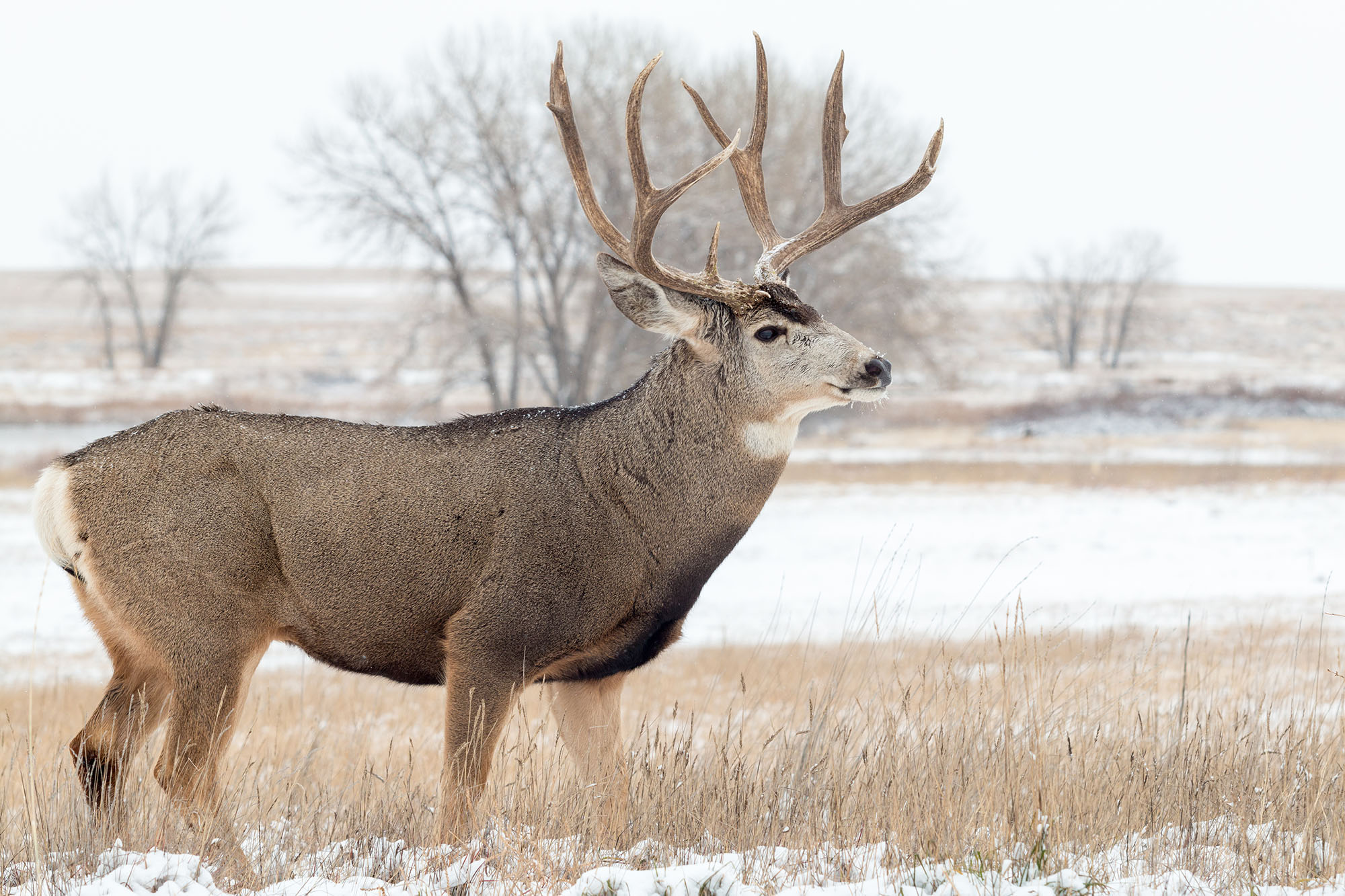 Mule Deer Buck during hunting season