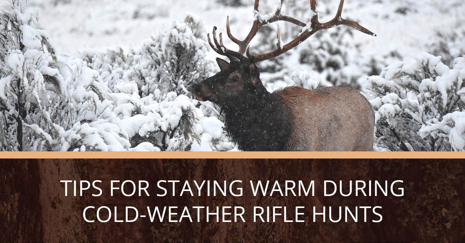An example of elk spotted on cold-weather rifle hunts.
