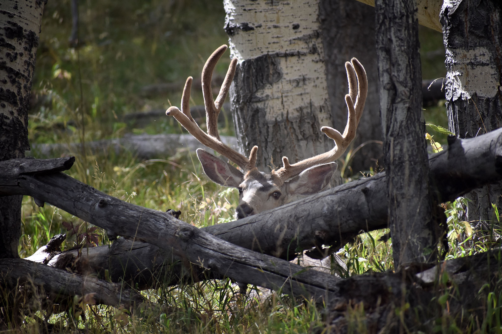 Buck laying down on Soap Mesa Hunting Area